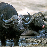 Afrikaanse buffels / kafferbuffel (Syncerus caffer) nemen modderbad in het Kruger NP, Zuid-Afrika