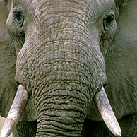 Savanneolifant (Loxodonta africana) in het Kruger NP, Zuid-Afrika
