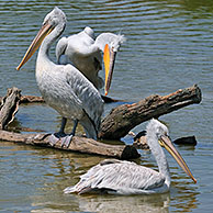 Groep Kleine pelikanen (Pelecanus rufescens) in meer, Afrika
