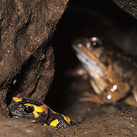 Vuursalamander (Salamandra salamandra) en Bruine kikker (Rana temporaria) in grot, België
