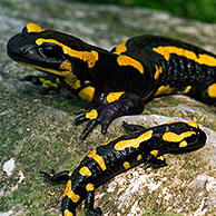 Vuursalamander (Salamandra salamandra) tussen herfstbladeren, Luxemburg
