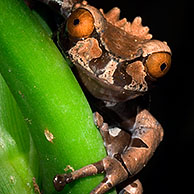Spiny-headed / Crowned Tree frog (Anotheca spinosa) op blad, Costa Rica
