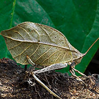Leaf mimic katydid, Centraal Amerika, Costa Rica