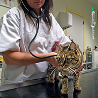 Kat wordt onderzocht door dierenarts, België