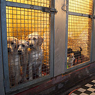 Honden in dierenasiel, België