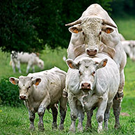 Stier bevrucht koe (Bos taurus), La Brenne, Frankrijk