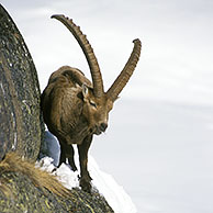 Alpensteenbok (Capra ibex) in de sneeuw in winter, Gran Paradiso NP, Italië
