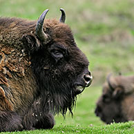 Wisent / Europese bizon (Bison bonasus) rustend in grasland
