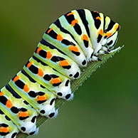 Rups van koninginnenpage (Papilio machaon), La Brenne, Frankrijk
