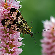 Schorpioenvliegen (Panorpa sp.) op adderwortel (Polygonum bistorta), Gran Paradiso NP, Alpen, Italië