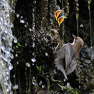 Waterspreeuw (Cinclus cinclus) voedert jongen in nest achter waterval, Luxemburg
