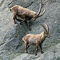 Alpensteenbokken (Capra ibex) vechtend in rotswand, Gran Paradiso NP, Italië
