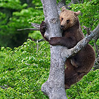 Europese bruine beer (Ursus arctos) klimt in boom, Beierse Woud, Duitsland
