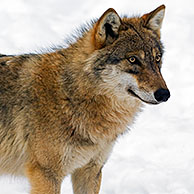 Wolf (Canis lupus) in de sneeuw in de winter, Beierse woud, Duitsland
