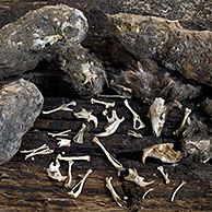 Uitgepluisde braakbal van kerkuil (Tyto alba) toont beenderen en schedels van muizen, België