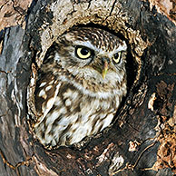 Steenuil (Athene noctua) in nest in boomholte, Engeland, UK
