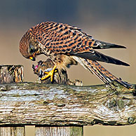 Torenvalk (Falco tinnunculus) mannetje met dode merel
