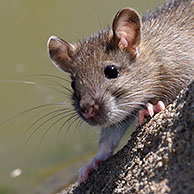 Jonge bruine rat (Rattus norvegicus) op oever van kanaal, Frankrijk
