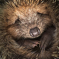 Egel (Erinaceus europaeus) close-up
Hedgehog (Erinaceus europaeus) close up