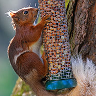 Rode eekhoorn (Sciurus vulgaris) eet pindanoten van vogel voederplaats in bos, Schotland, UK

