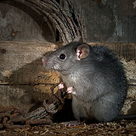 Zwarte rat (Rattus rattus) foeragerend in schuur bij nacht, België