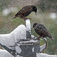 Spreeuwen (Sturnus vulgaris) foeragerend op voedertafel in tuin in de sneeuw in winter

