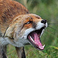 Ondergechikte rode vos (Vulpes vulpes) toont onderdanig gedrag in struikgewas, Nederland
