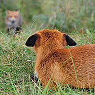 Ondergechikte rode vos (Vulpes vulpes) toont onderdanig gedrag

