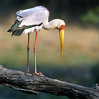 Afrikaanse nimmerzat (Mycteria ibis) in het Kruger NP, Zuid-Afrika

