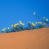 Gele bloemen van Tribulus zeyheri op zandduin in het Kgalagadi Transfrontier Park, Kalahari woestijn, Zuid-Afrika

