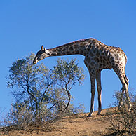 Giraf (Giraffa camelopardalis) in het Kgalagadi Transfrontier Park, Kalahari woestijn, Zuid-Afrika
