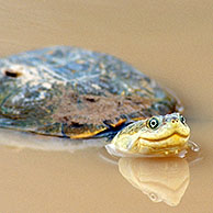 Afrikaanse moerasschildpad (Pelomedusa subrufa) in het Kgalagadi Transfrontier Park, Kalahari woestijn, Zuid-Afrika
