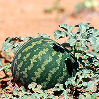 Tsamma / wilde watermeloenen (Citrullus lanatus) in het Kgalagadi Transfrontier Park, Kalahari woestijn, Zuid-Afrika
