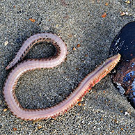 Wapenworm (Scoloplos armiger) en mossel (Mytilus edulis) op strand, België
