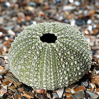 Gewone zeeappel (Psammechinus miliaris) op strand, België
