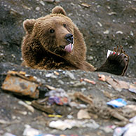 Kodiakbeer (Ursus arctos middendorfi) likt yoghurt uit plastiek bekertje op stortplaats, Kodiak, Alaska, USA