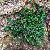 Steenbreekvaren in rotswand (Asplenium trichomanes), La Brenne, Frankrijk
