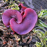 Grootsporige paarse knoopzwam (Ascocoryne cylichnium), België
