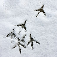 Pootafdrukken / sporen van blauwe reiger (Ardea cinerea) in de sneeuw in winter, België