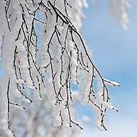 Twijgen van boom bedekt met rijp en sneeuw in winter

