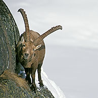 Alpensteenbok (Capra ibex) op rots in de sneeuw in de winter, Gran Paradiso NP, Italië
