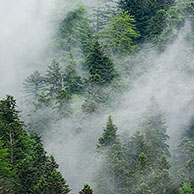 Mist over bergwoud in de Pyreneeën, Frankrijk