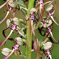 Bokkenorchis (Himantoglossum hircinum), La Brenne, Frankrijk
