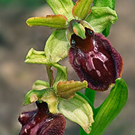 Spinnenorchis (Ophrys sphegodes), La Brenne, Frankrijk