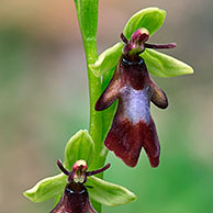 Vliegenorchis (Ophrys insectifera), La Brenne, Frankrijk