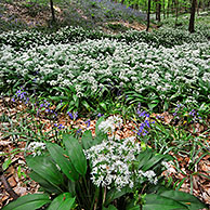 Daslook (Allium ursinum) en boshyacinten (Scilla non-scripta / Endymion nonscriptus / Hyacinthoides non-scripta) in de lente langs beek in bos, Hallerbos, België
