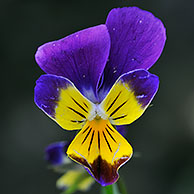 Driekleurig viooltje (Viola tricolor), België

