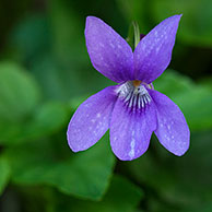 Maarts viooltje (Viola odorata), Frankrijk