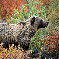 Grizzlybeer (Ursus arctos horribilis) zoekt bessen in de toendra tijdens de herfst, Denali NP, Alaska, USA