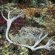 Gewei van kariboe op de toendra (Rangifer tarandus) in het Denali NP, Alaska, USA
